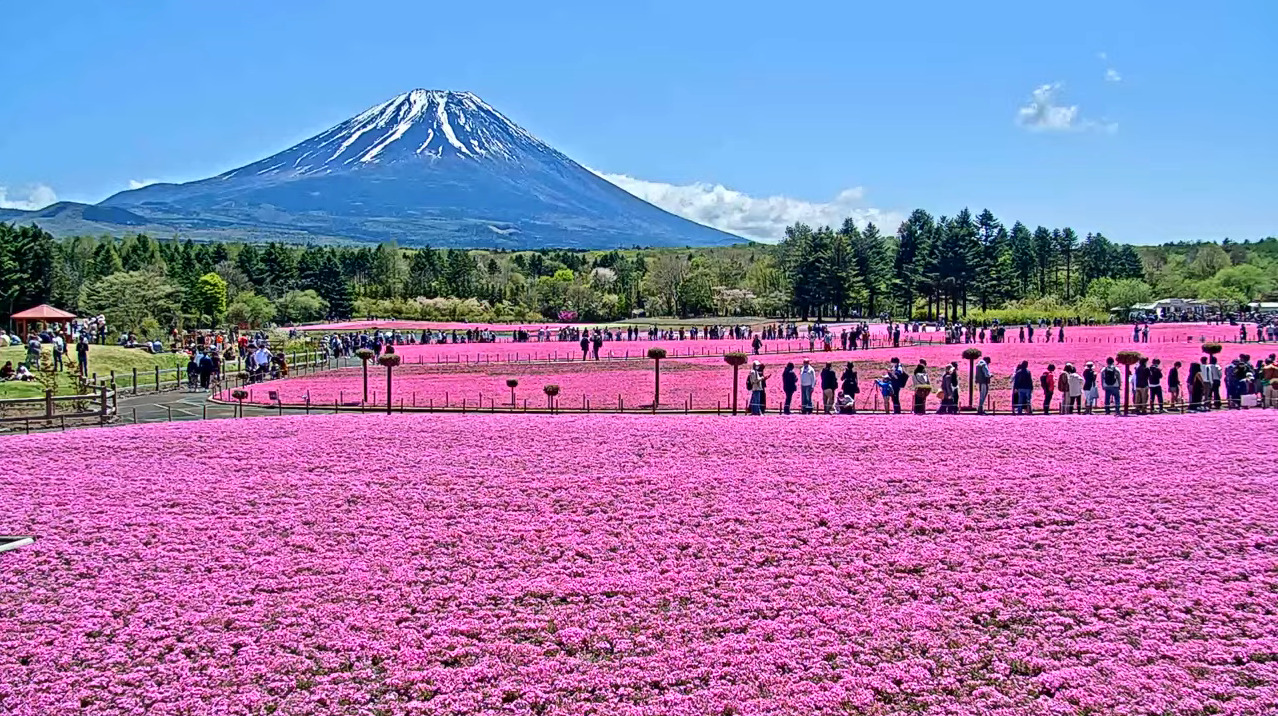 富士芝桜ライブカメラ2026最新！現在の開花と見頃・渋滞回避の真実