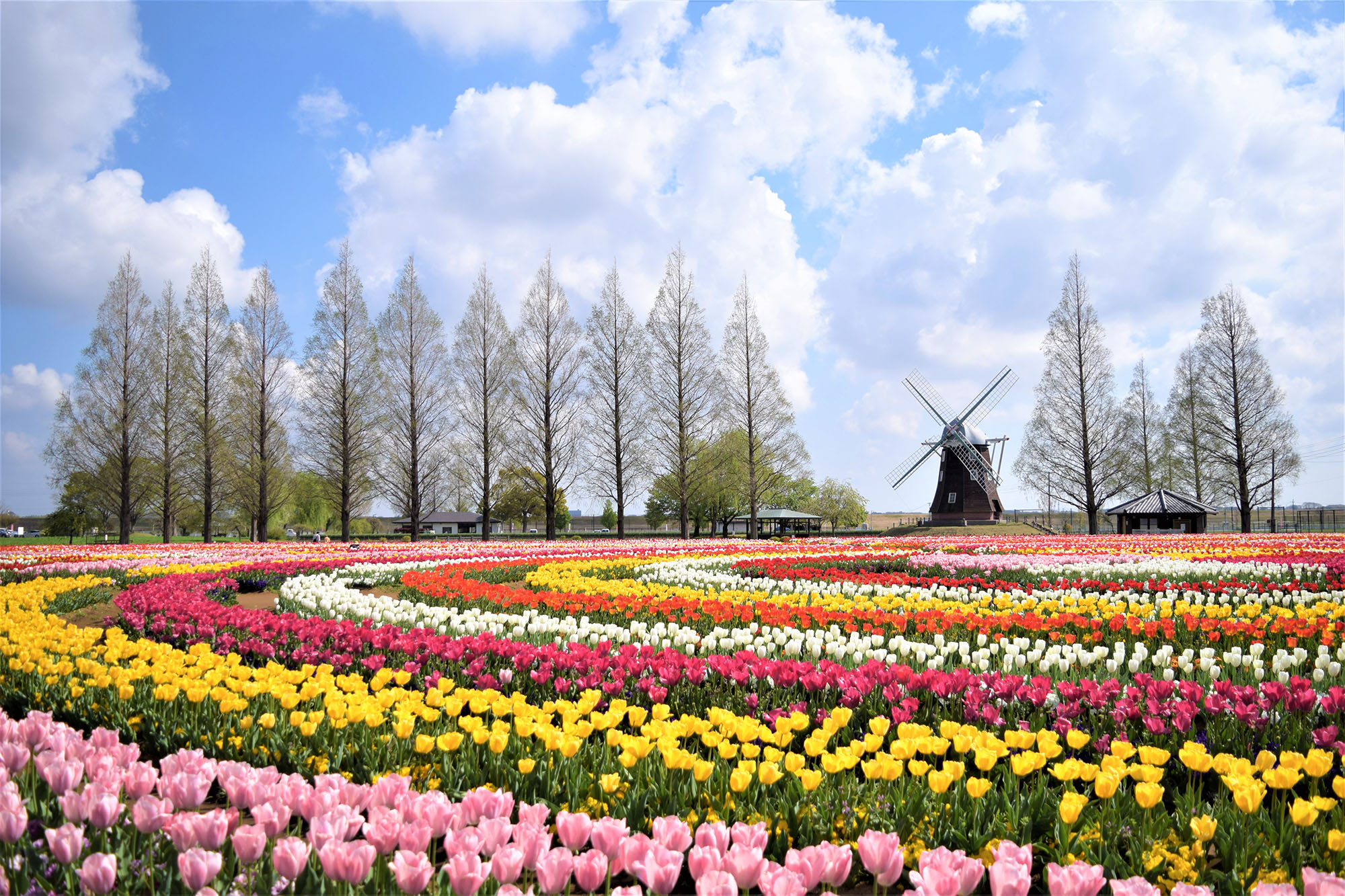 あけぼの山農業公園2026完全ガイド！四季の花と混雑回避術を徹底解説