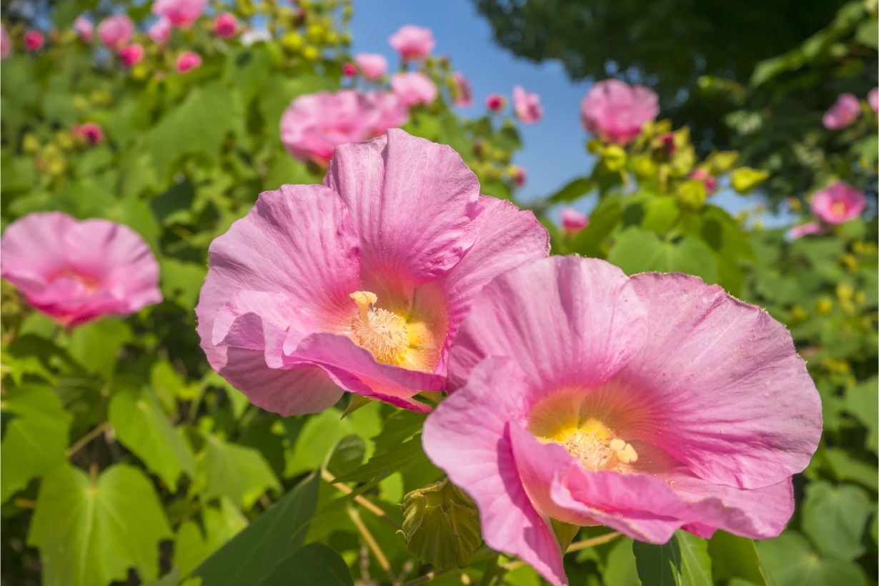 芙蓉（フヨウ）の花言葉に怖い意味は？ムクゲとの違いや育て方を徹底解説