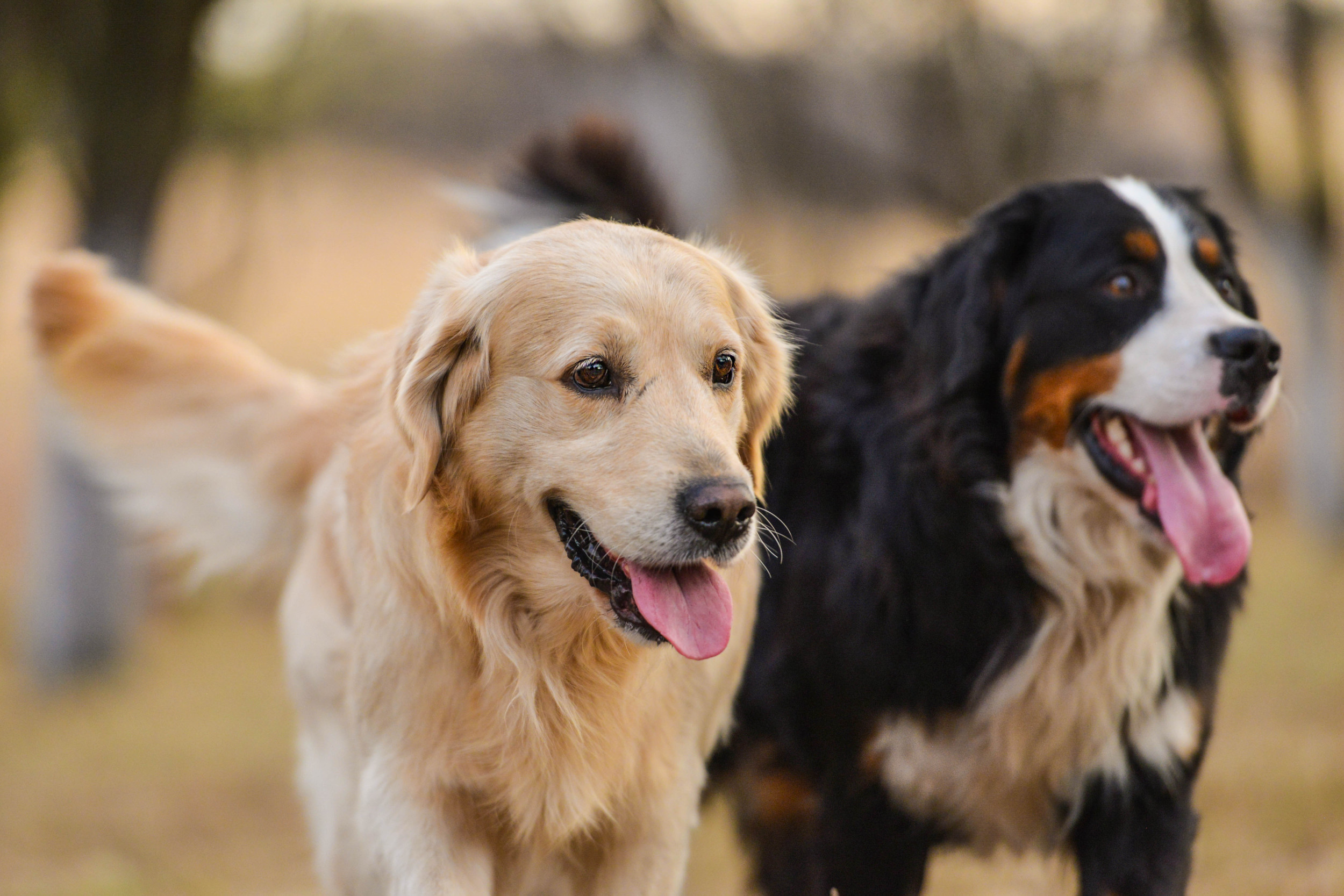 近くのドッグカフェ完全攻略2026｜愛犬同伴＆犬なしふれあいの真相