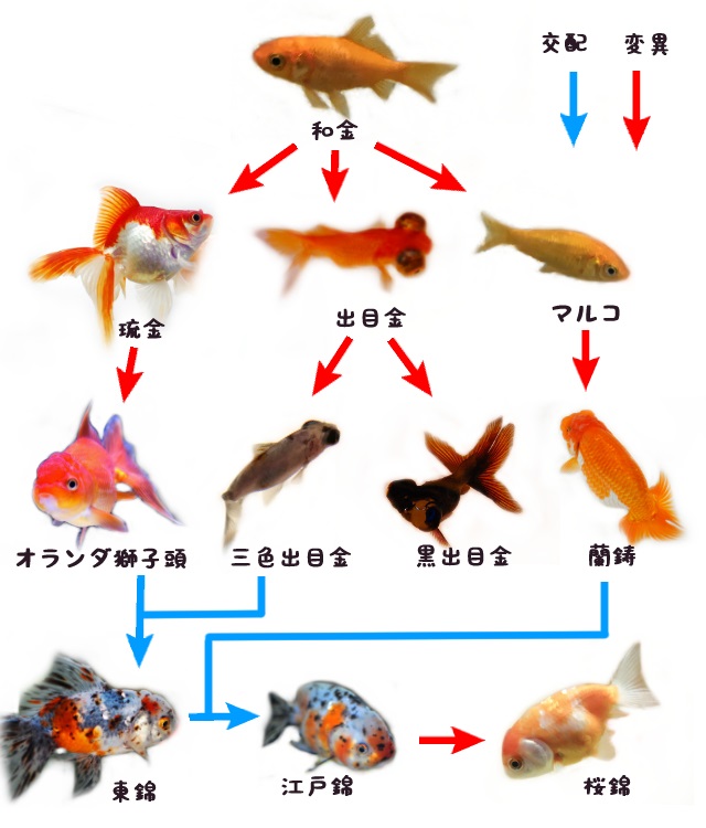 赤いのに「金魚」と呼ぶ驚きの理由！名前の由来と中国伝来の歴史