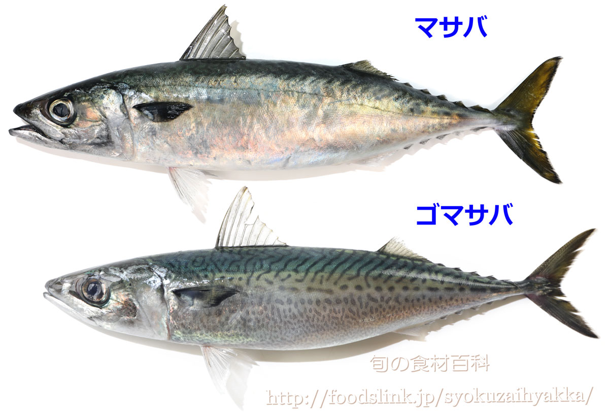 鯖の旬は秋だけじゃない？真鯖と胡麻鯖の違いや極上ブランド鯖の選び方