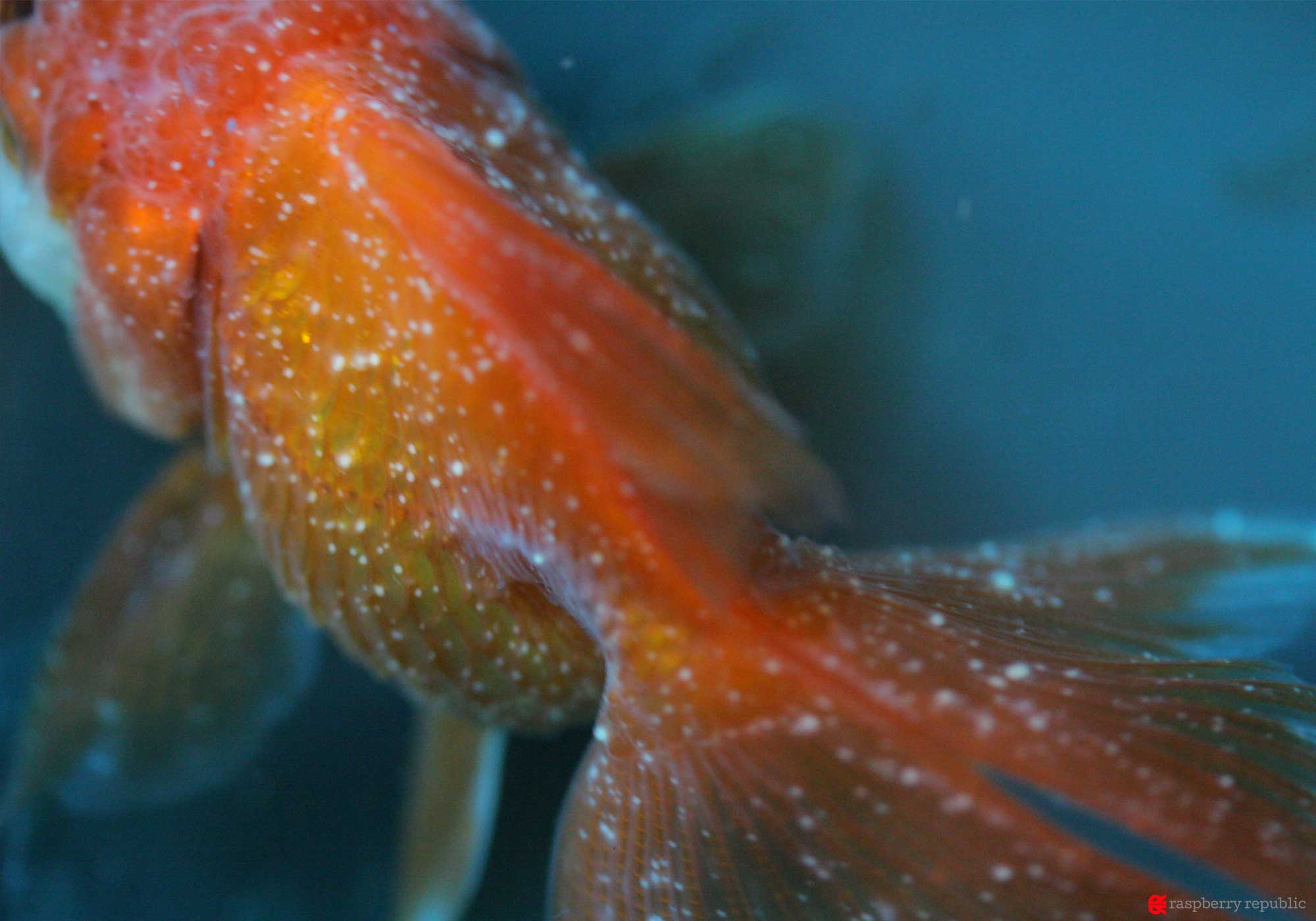 金魚の白点病を治す決定版！初期症状の見分け方と塩浴・薬浴の完全ガイド