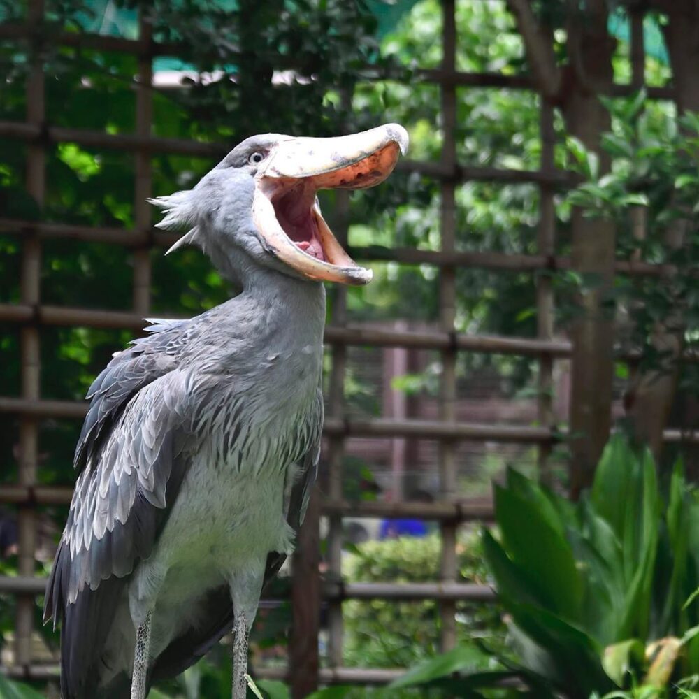 関西でハシビロコウに会える動物園！神戸の展示と動かない生態の真相