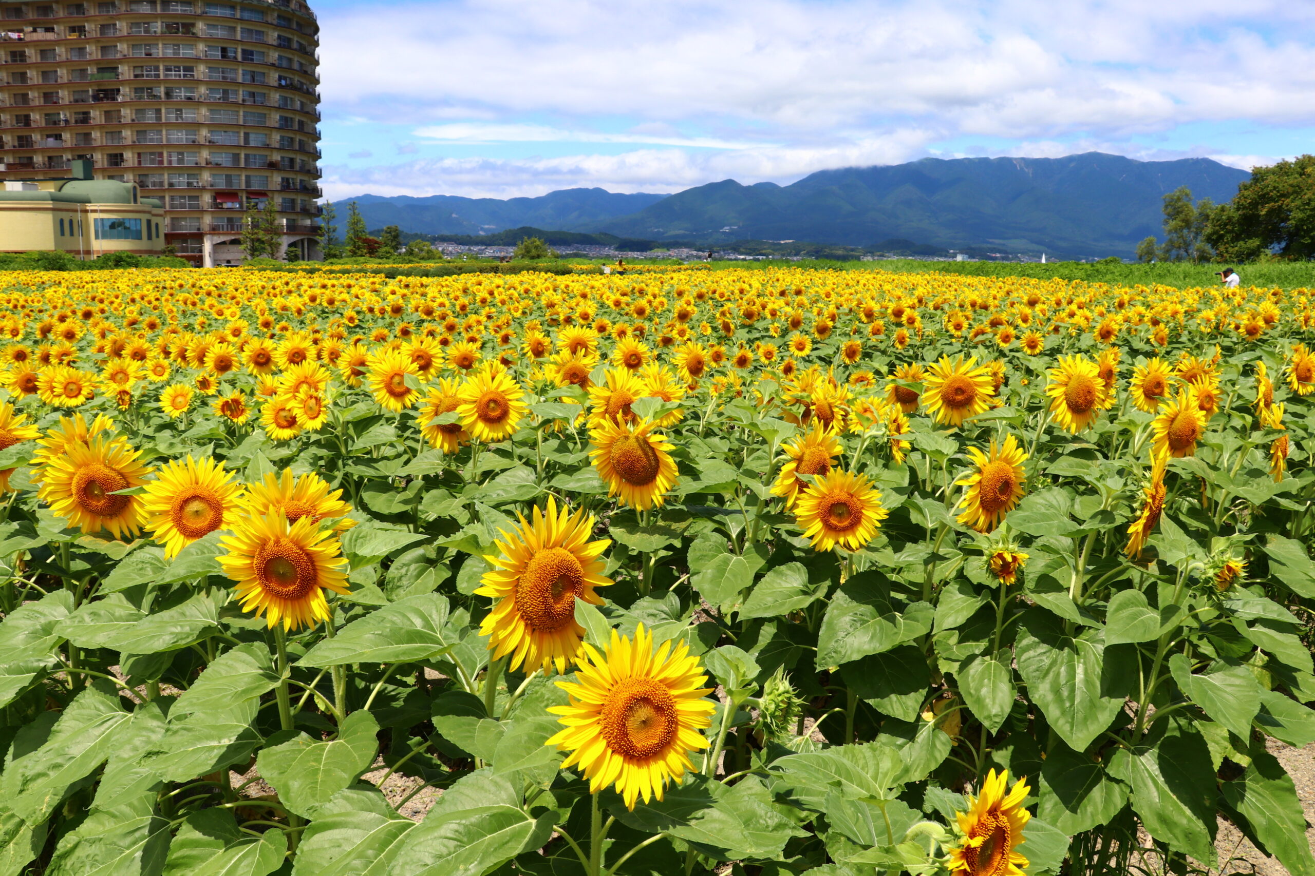 第1なぎさ公園2026最新！菜の花・ひまわりの見頃と混雑回避＆撮影術