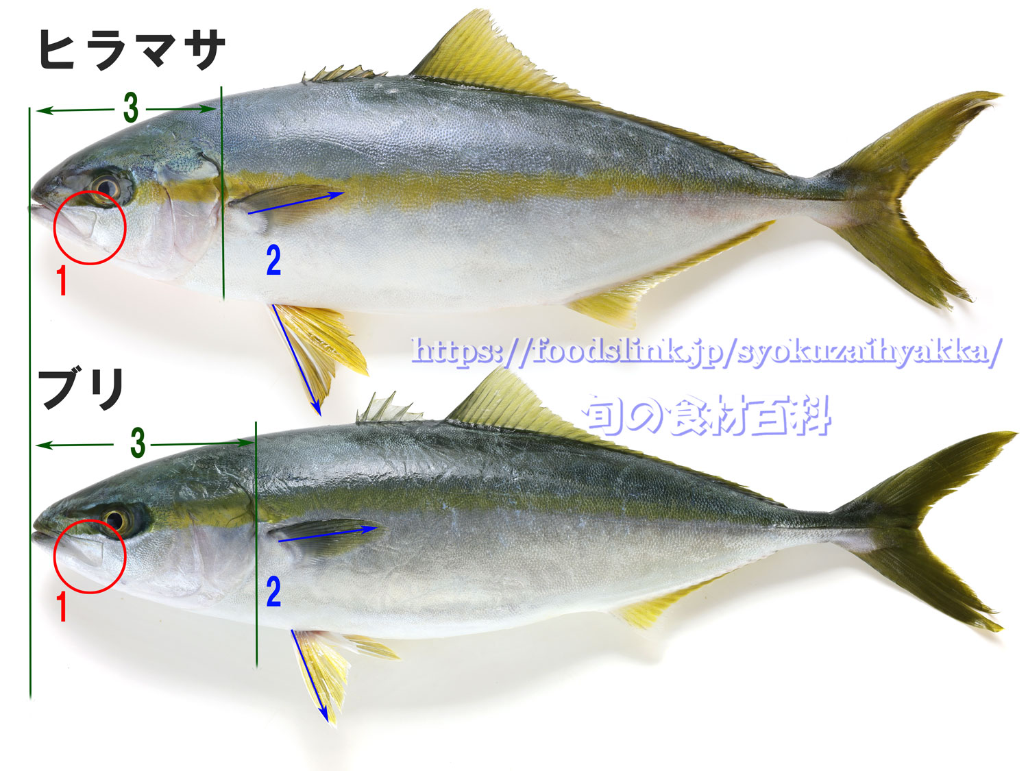 ヒラマサとは？ブリとの違いや旬・高級魚の理由をプロが徹底解説