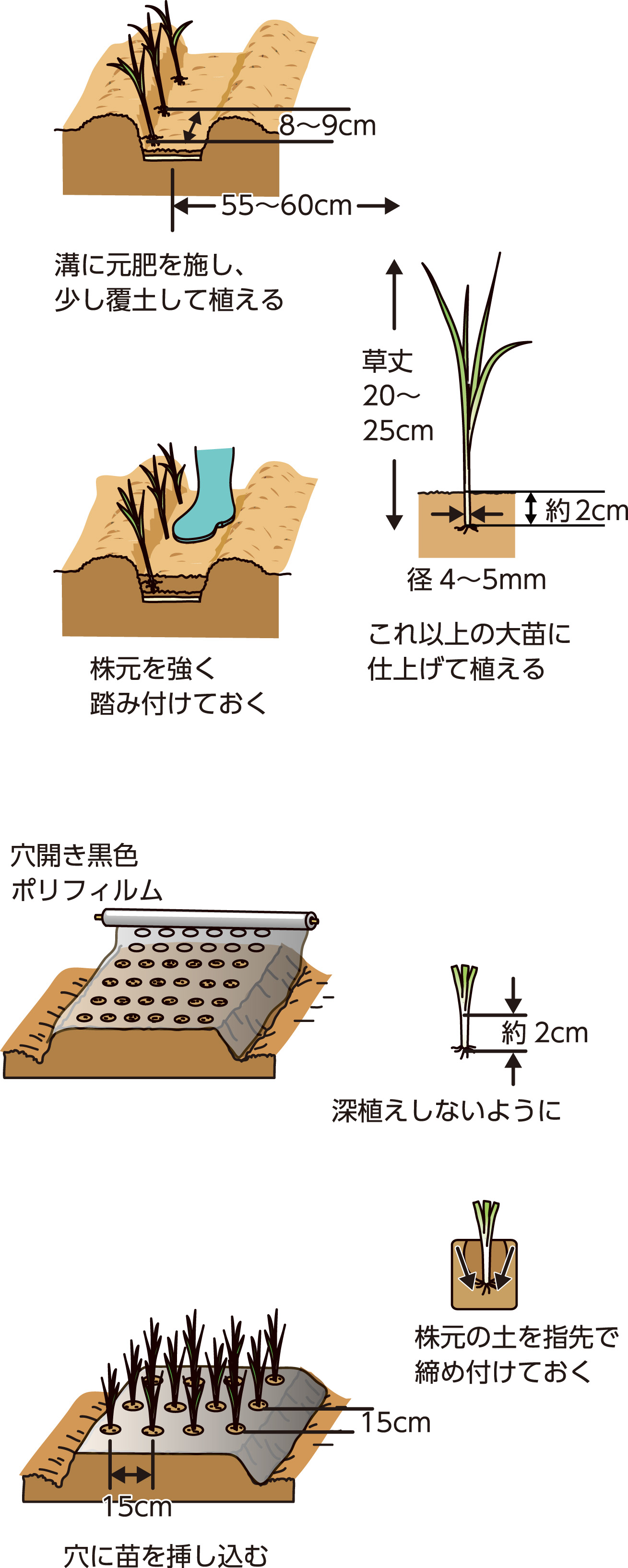 玉ねぎの植え方で差がつく秘訣！大玉を育てる時期と深さの全手順