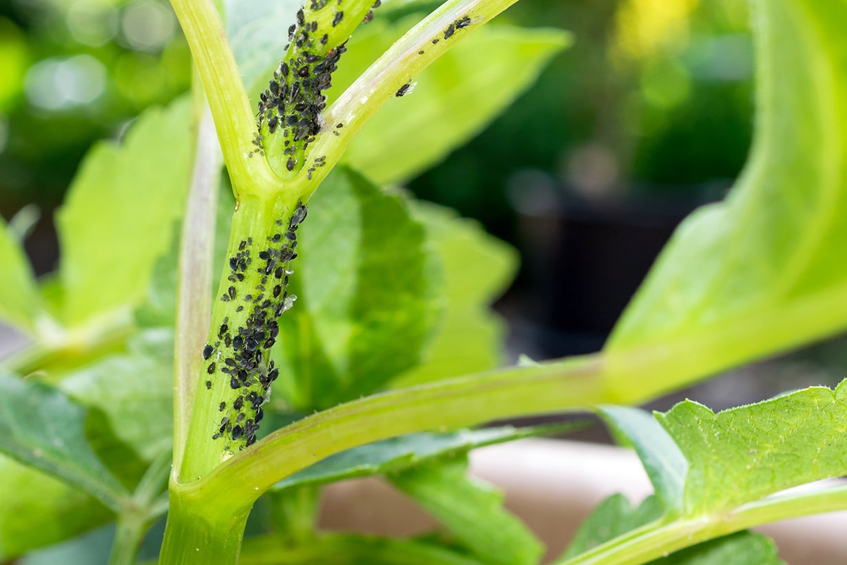 室内観葉植物の虫はどこから湧く？プロが教える2026年最新駆除法