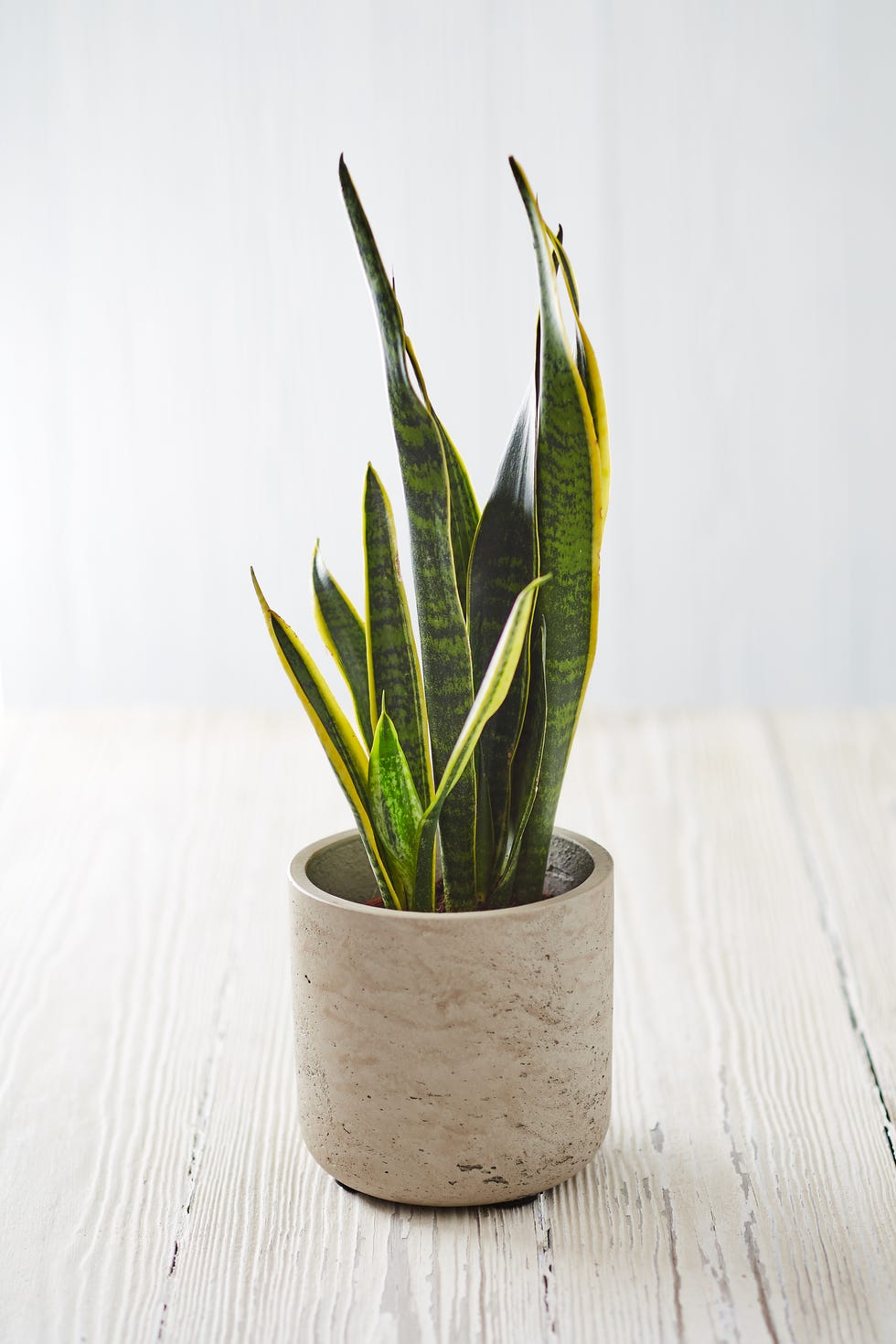 玄関の観葉植物が枯れる真相とは？風水効果と日陰に強いおすすめ10選