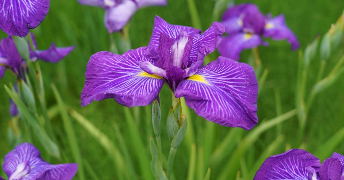 あやめに似た花の見分け方｜花菖蒲・カキツバタとの決定的な違い
