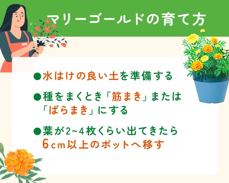 【画像あり】 マリー ゴールド の 育て 方 2026年最新メディア #756