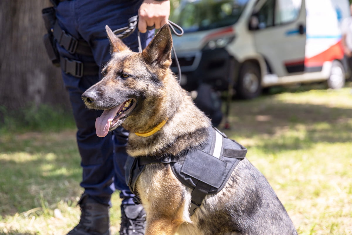 警察犬訓練士の年収ときつい現場の真相｜なる方法と適性を徹底解剖