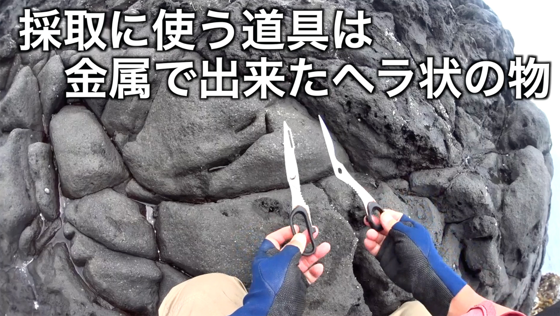亀の手の危険性を徹底解明！毒・食中毒・アレルギーと密漁リスクの真相