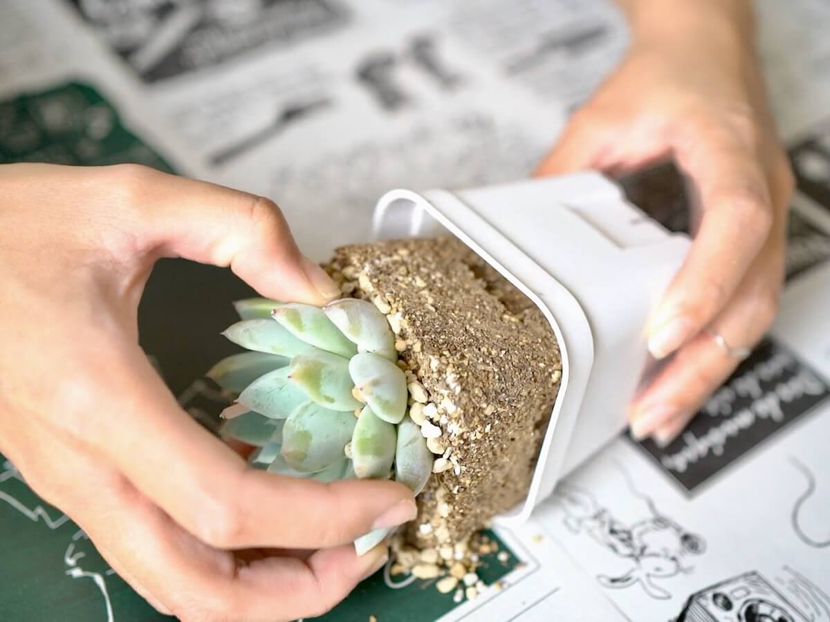 多肉植物の植え替えで枯れる原因判明！直後水やりNgと失敗防ぐ全手順