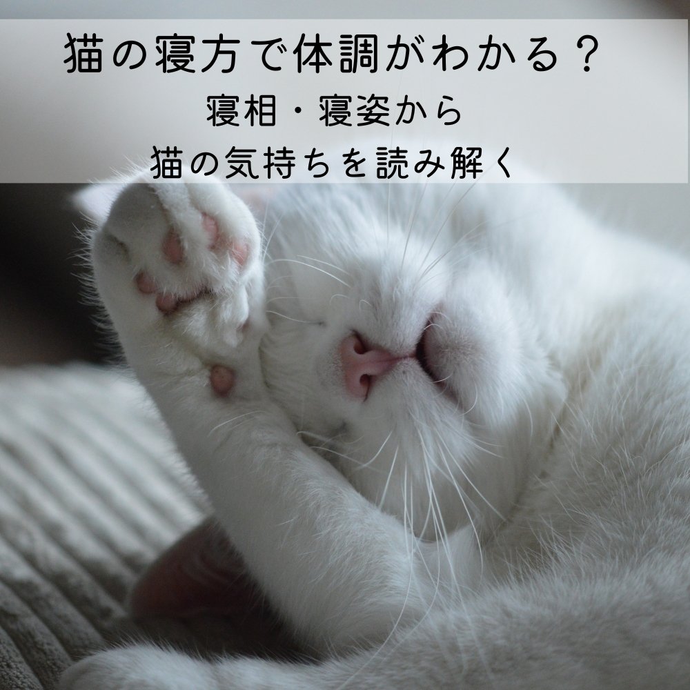 猫の体調が悪い時の寝方とは？見逃せないSosサインと緊急対処法
