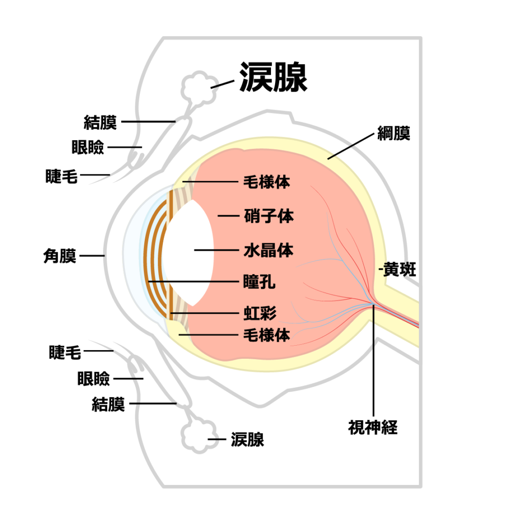 あくびで涙が出る本当の理由｜3つの原因と体の仕組みを徹底解説