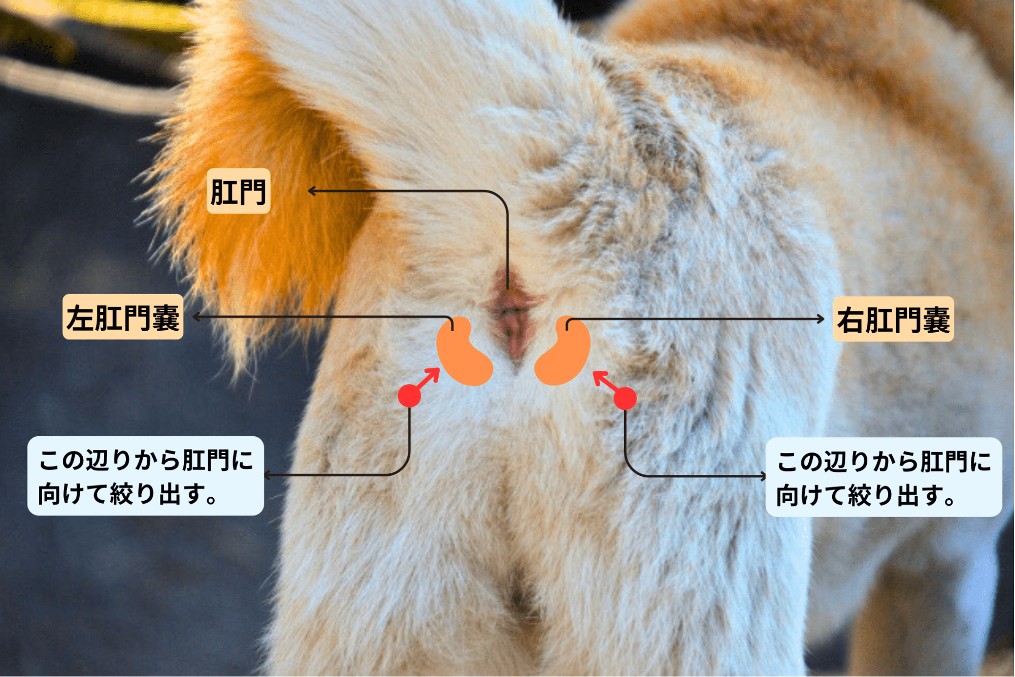 ロピア港北インター店の安さの裏側！混雑回避と人気惣菜を徹底解剖