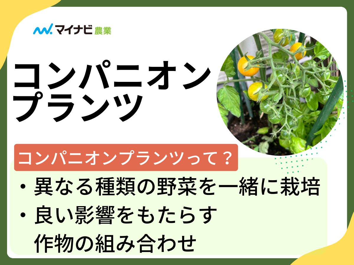 部屋が狭い・収納がないを解決！劇的空間活用と2026年最新神アイテム