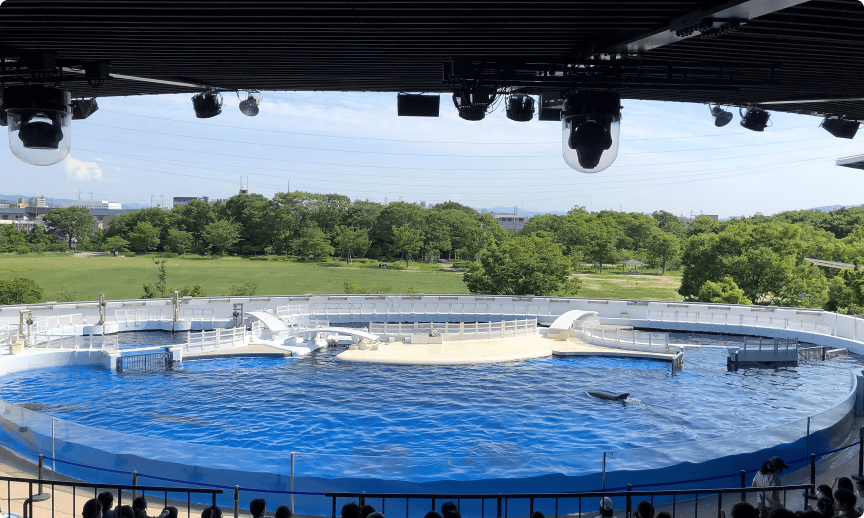 京都水族館イルカショーの現在と休止の噂を徹底取材！2026年最新攻略