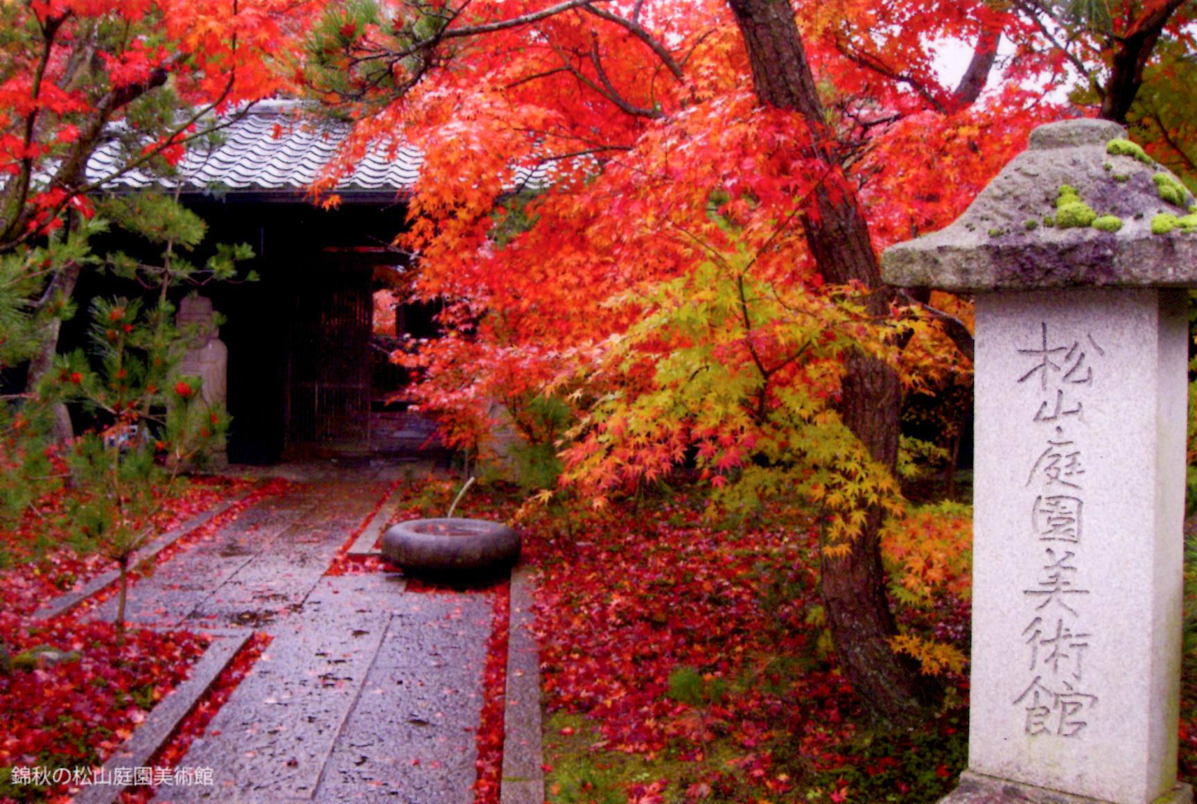 松山庭園美術館の看板猫と紅葉！開館日・混雑・口コミの真相を徹底取材