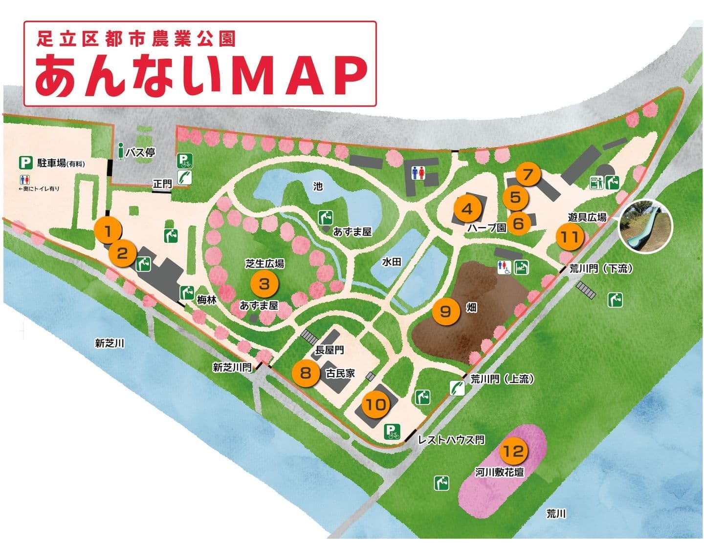 足立区都市農業公園の見頃と混雑攻略！桜とチューリップ最新ガイド