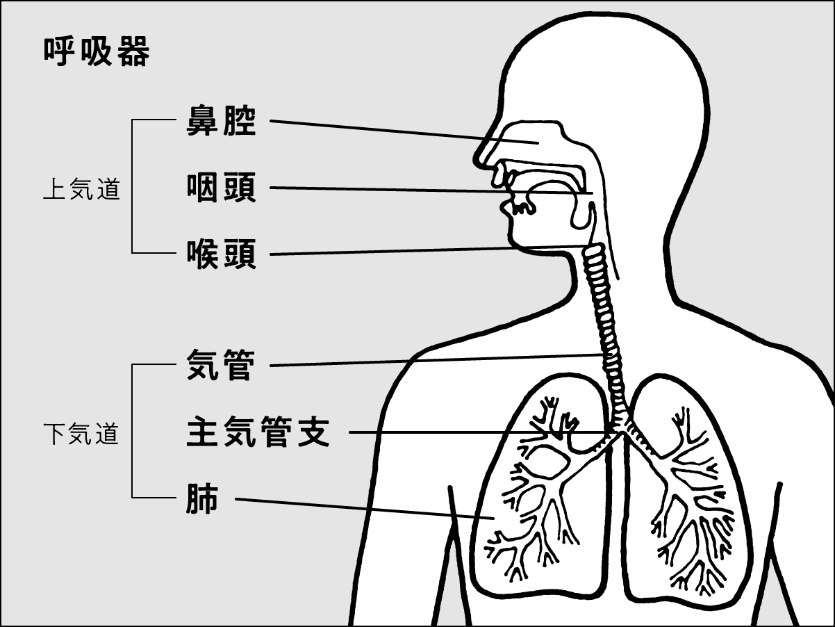 お腹の風邪とは？急な嘔吐下痢の正体と家族を守る正しい治し方