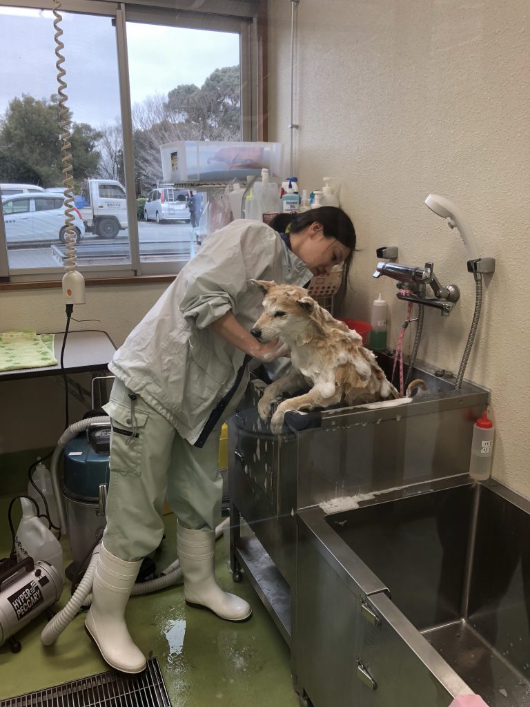 熊本市動物愛護センター殺処分ゼロの光と影｜過密の真相と2026年現在