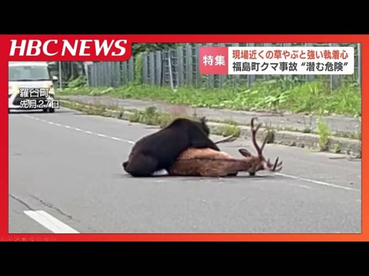熊の死亡事故はなぜ多発？死因の真相と生死を分ける2026年最新対策