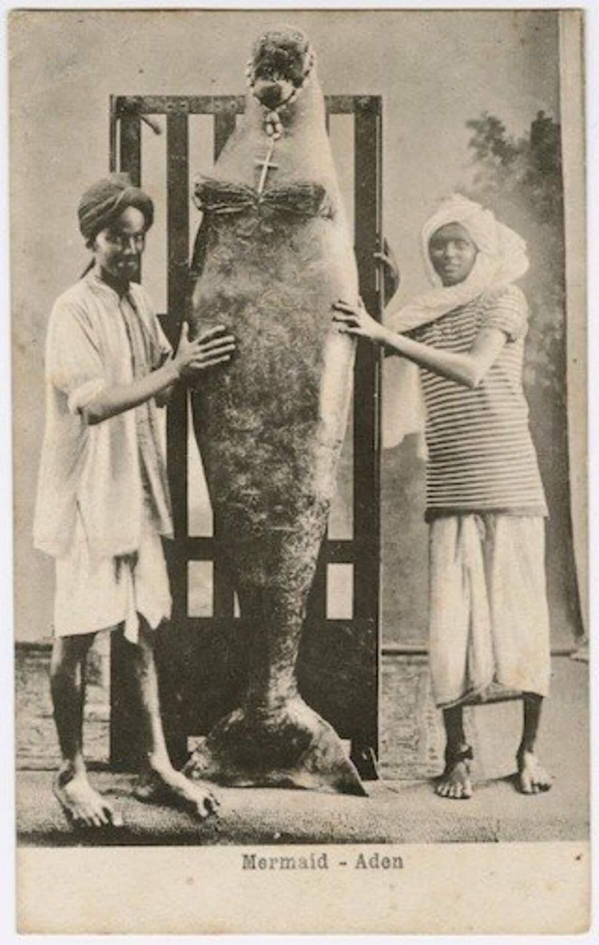 人魚の本物写真は実在する？漂着画像と寺院ミイラ鑑定の全真相
