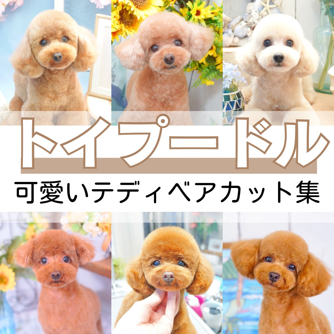 トイプードル最新人気髪型2026！愛犬に似合うカット＆オーダー術