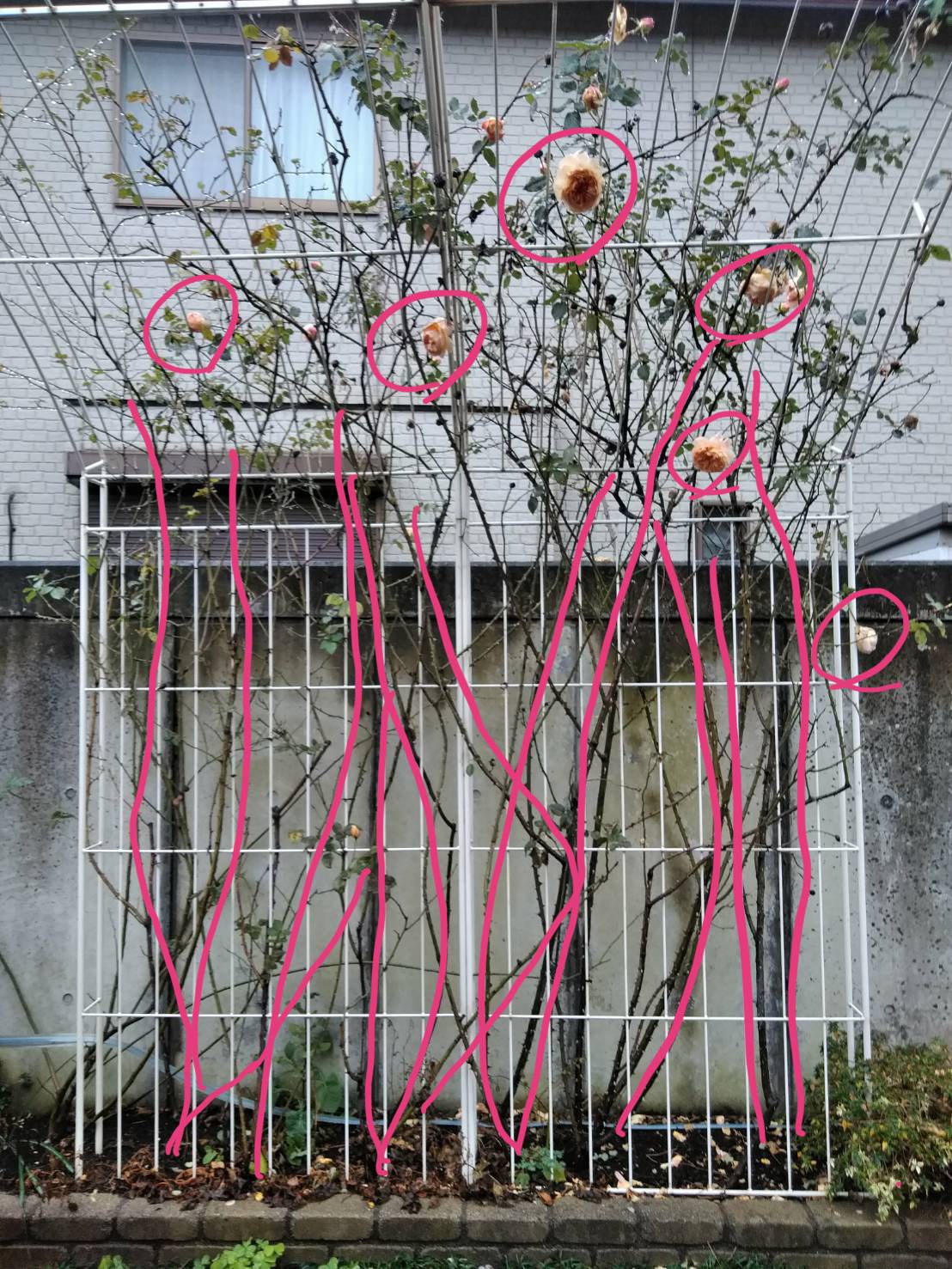 つるバラ誘引で満開に！冬剪定の時期とフェンス・オベリスクの極意