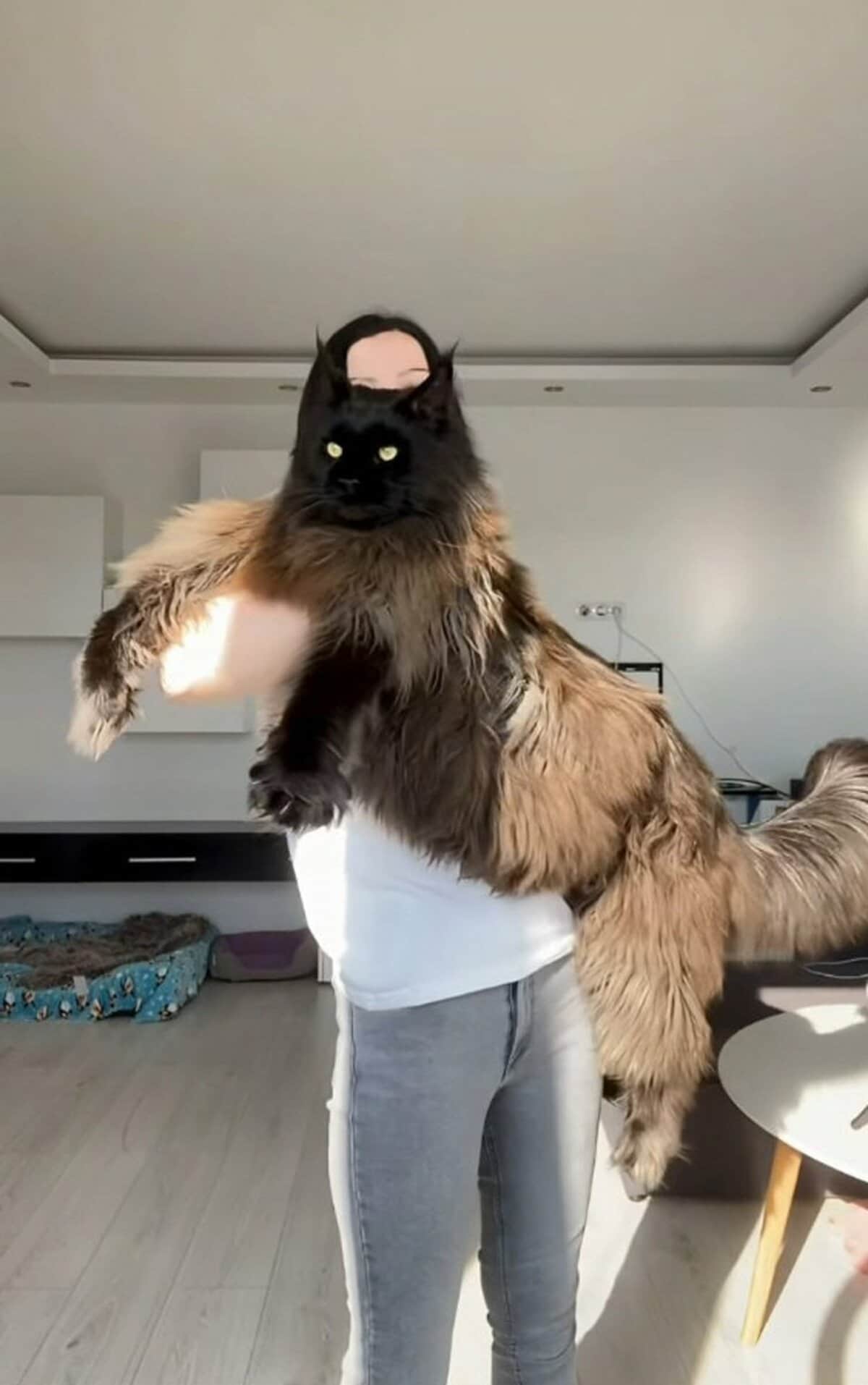 世界一大きい猫の正体とは？ギネス記録123Cmの衝撃と巨大化の真相