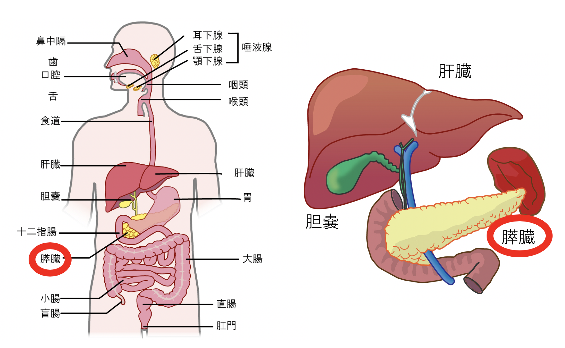 膵臓に良い食べ物決定版！沈黙の臓器を守る食事術とNg食材