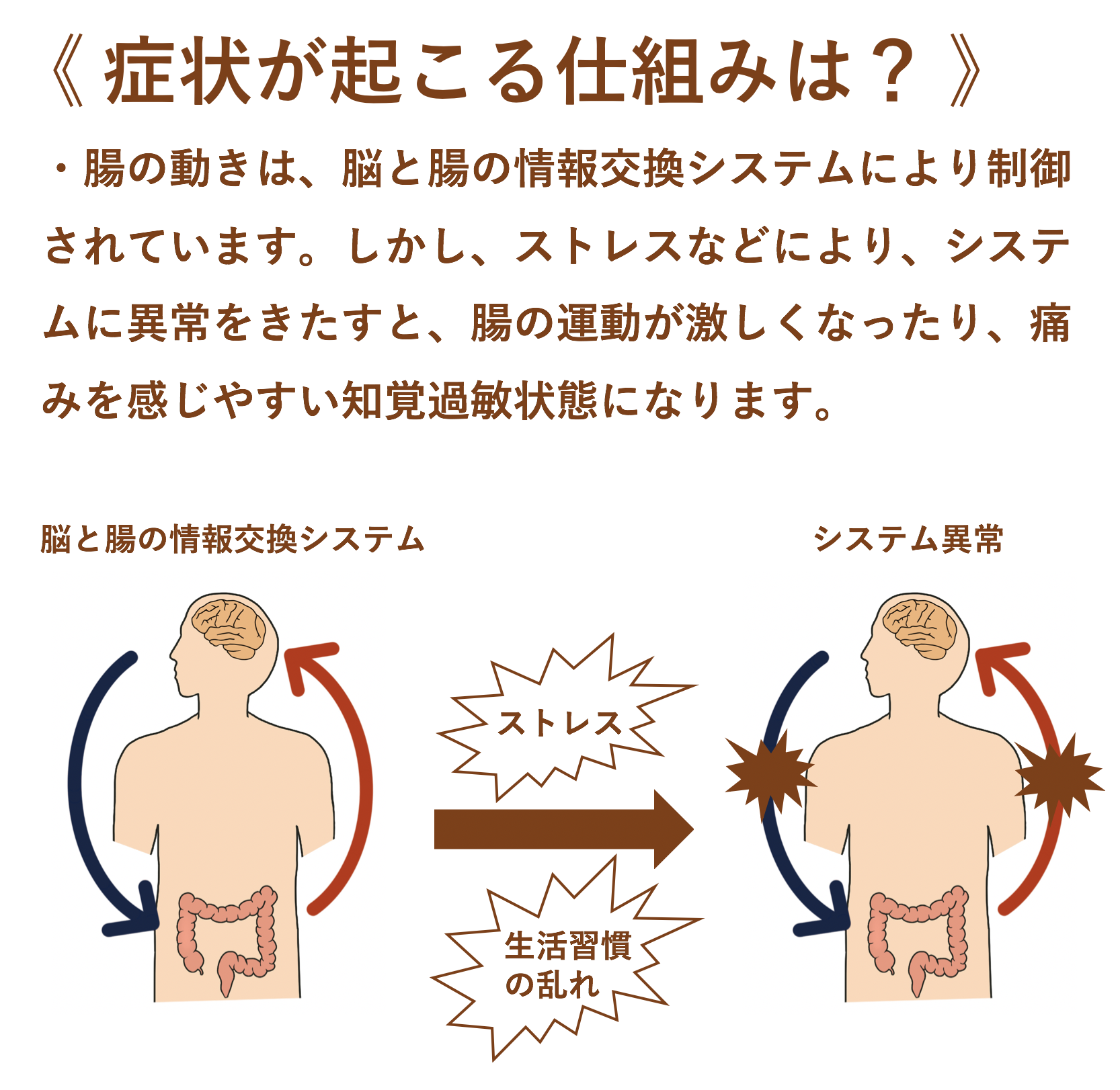 過敏性腸症候群のツボ完全網羅｜急な腹痛・下痢を即効で鎮める2026年版
