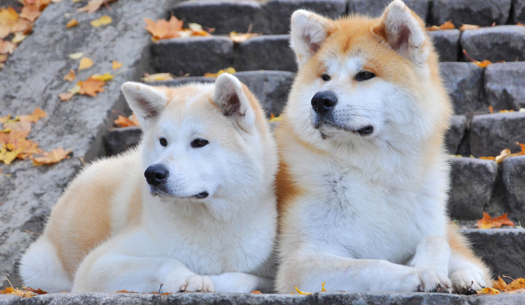 秋田犬は凶暴で飼いにくい？ハチ公の真実と2026年最新飼育事情