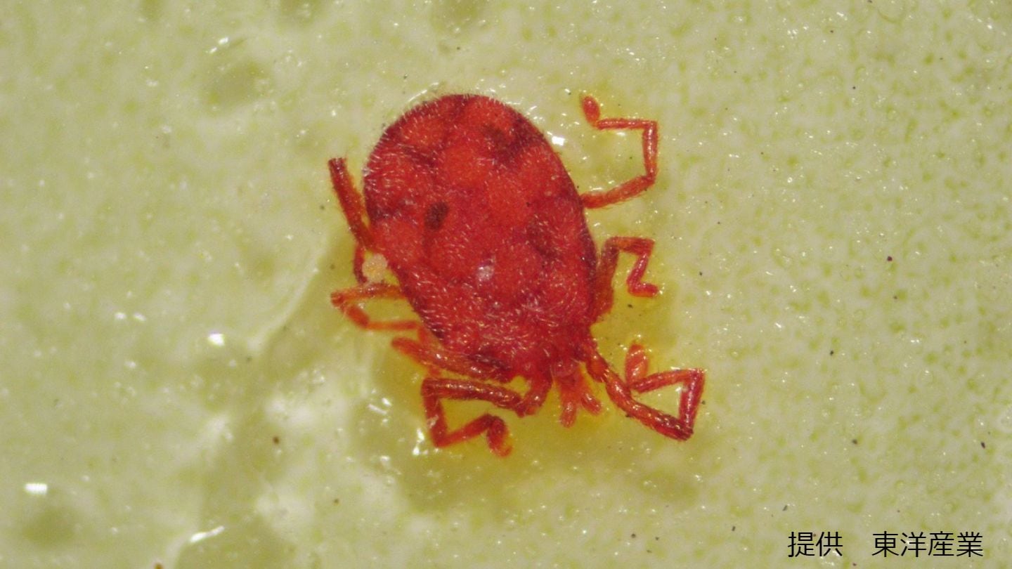 ベランダの赤い小さい虫の正体とは？刺す危険と絶対に潰せない理由を解説