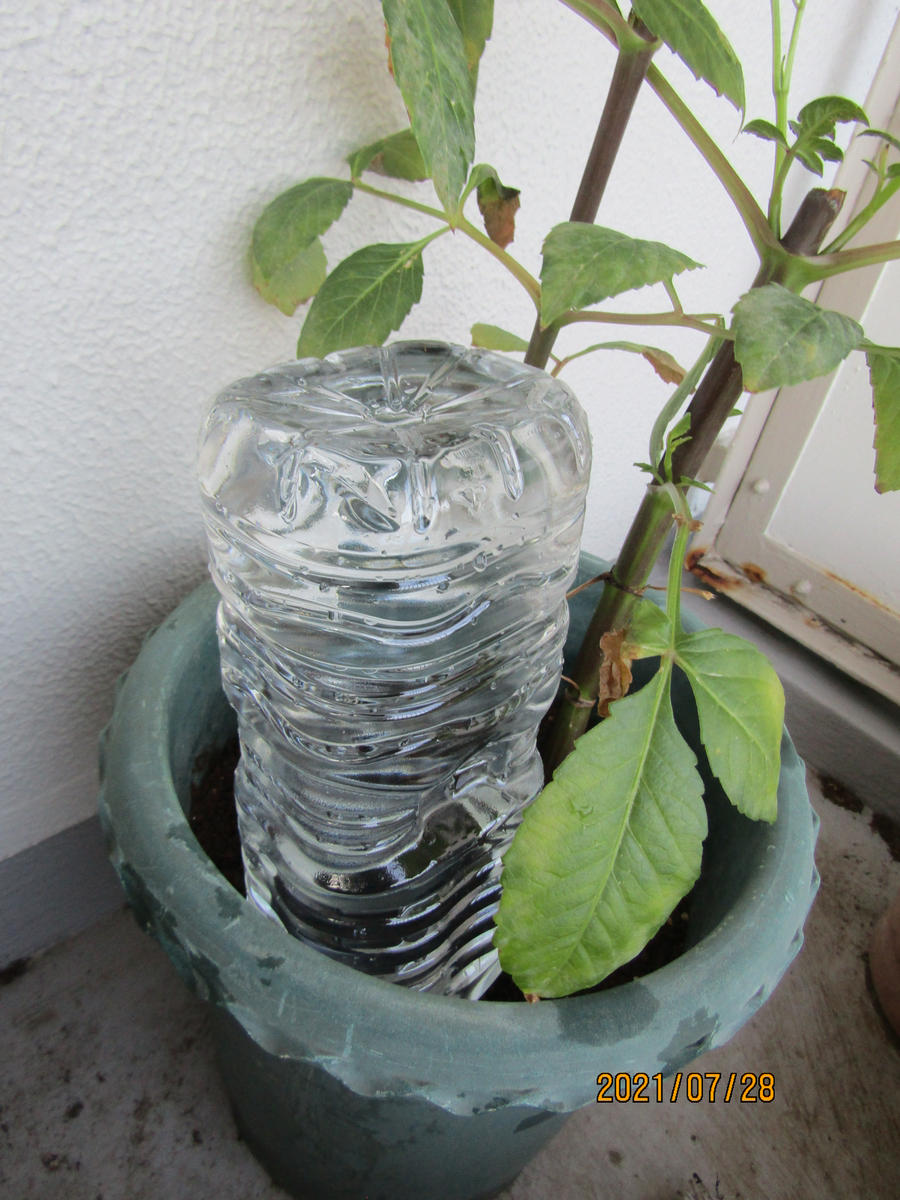 長期不在の水やり対策！旅行で植物を枯らさない裏ワザと最新給水術