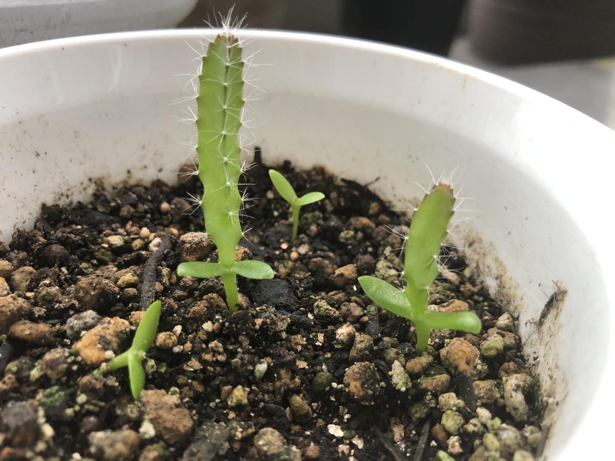 ドラゴンフルーツの種に驚きの栄養！食べた後で育てる発芽栽培術