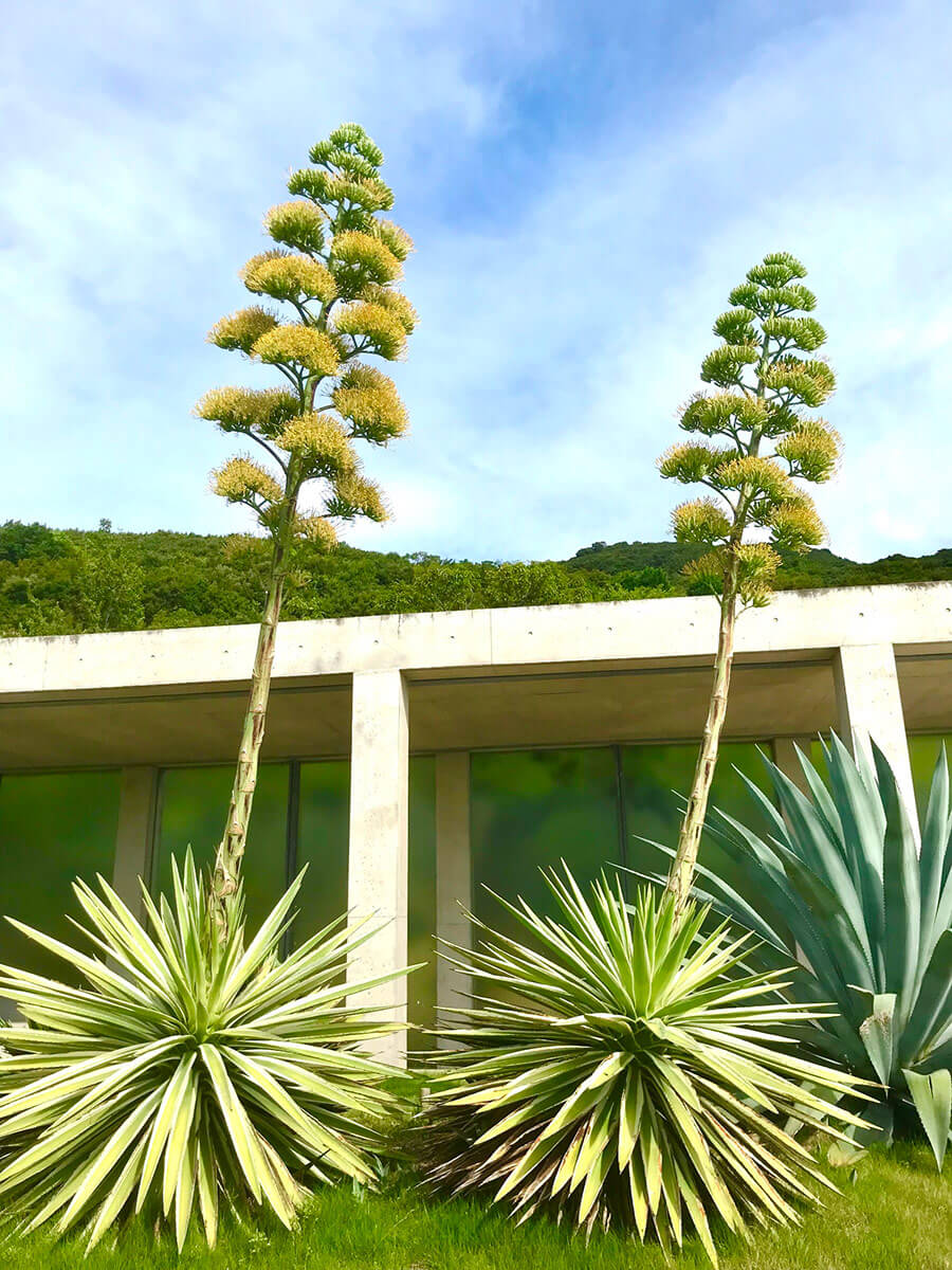 アガベの花は不吉？一生に一度咲き枯れる理由と開花後の対処法を解説