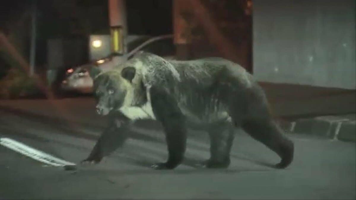 国内初確認の真相とは？ツキノワグマとヒグマの交雑種が迫る危機