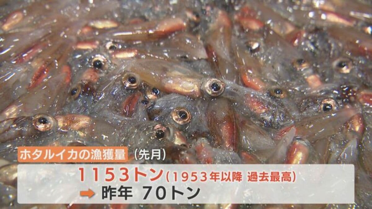 富山湾ホタルイカ爆湧き2026｜身投げ条件と時期・絶景の全貌