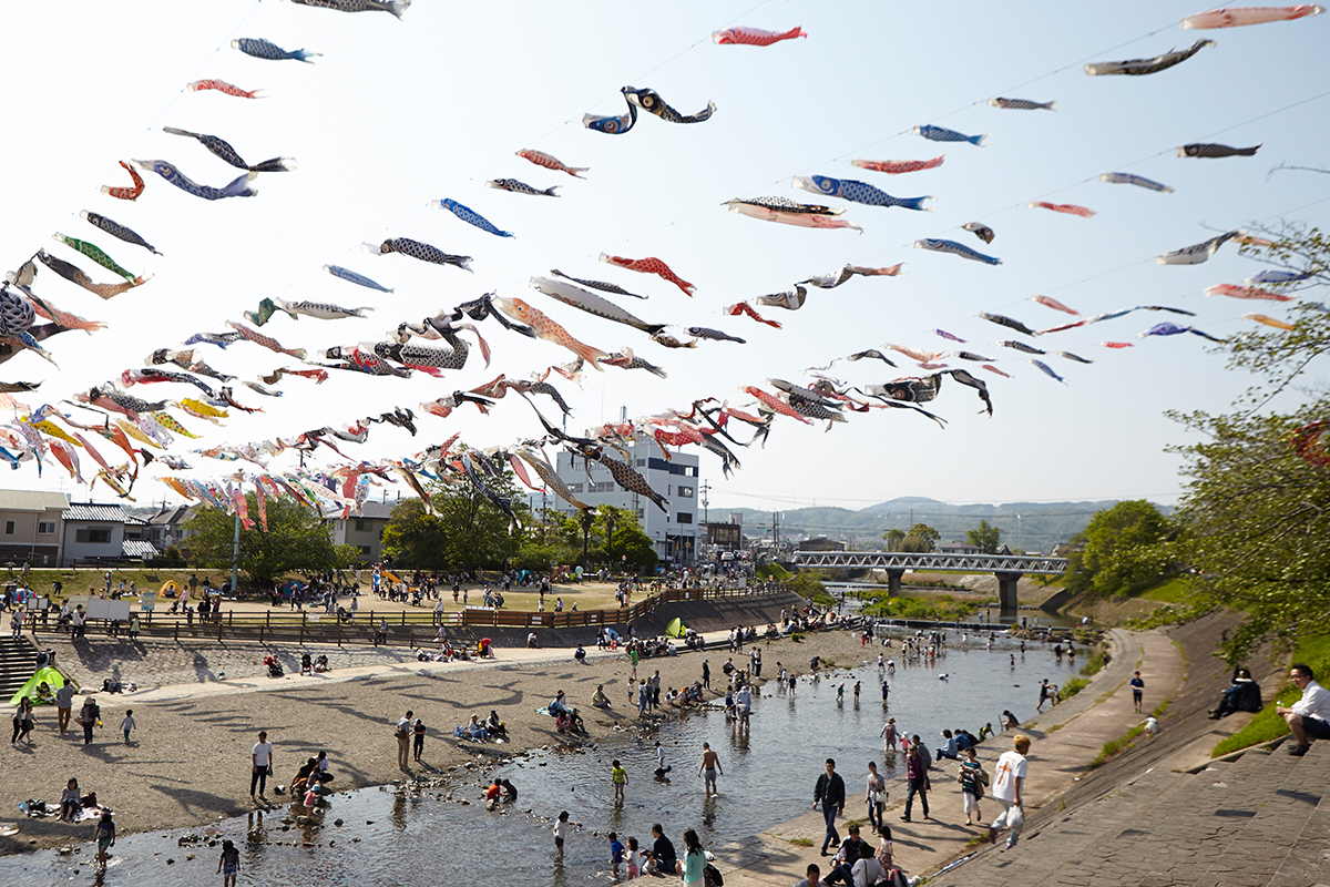 芥川桜堤公園の桜とこいのぼり完全攻略！2026年最新情報