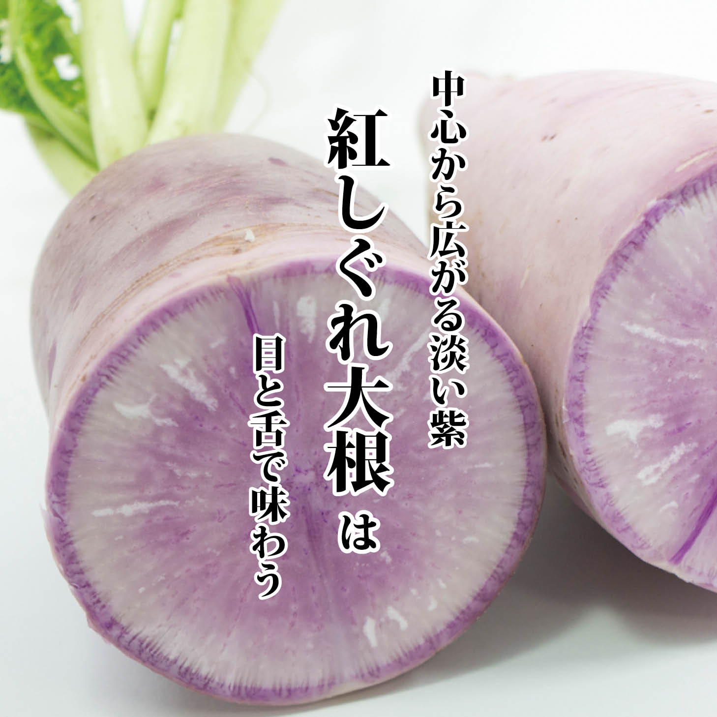 紅しぐれ大根の魅力と酢で色が変わる理由！人気レシピと栄養を徹底解説
