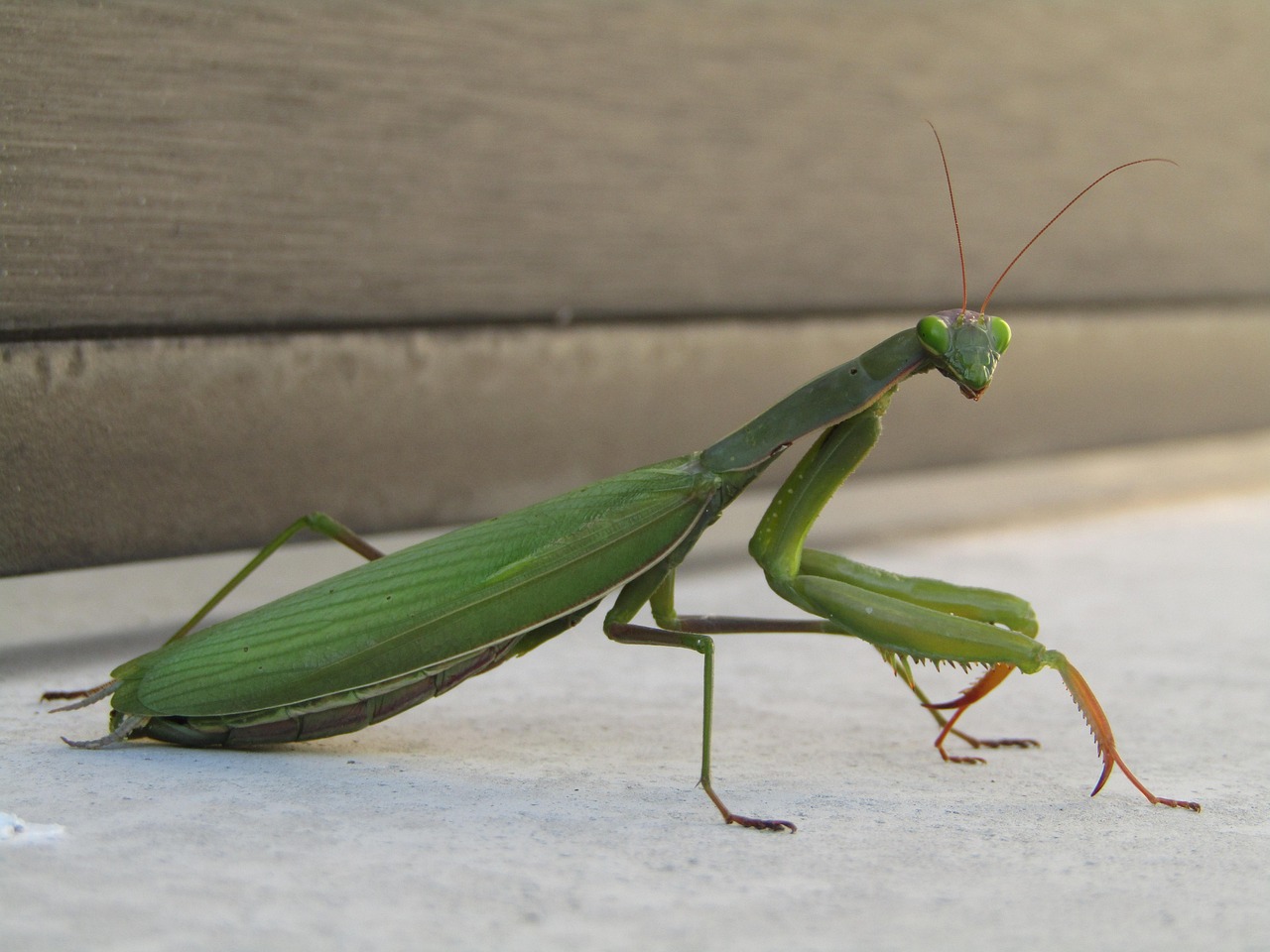 カマキリの孵化時期はいつ？前兆サインと見逃さない観察方法を解説