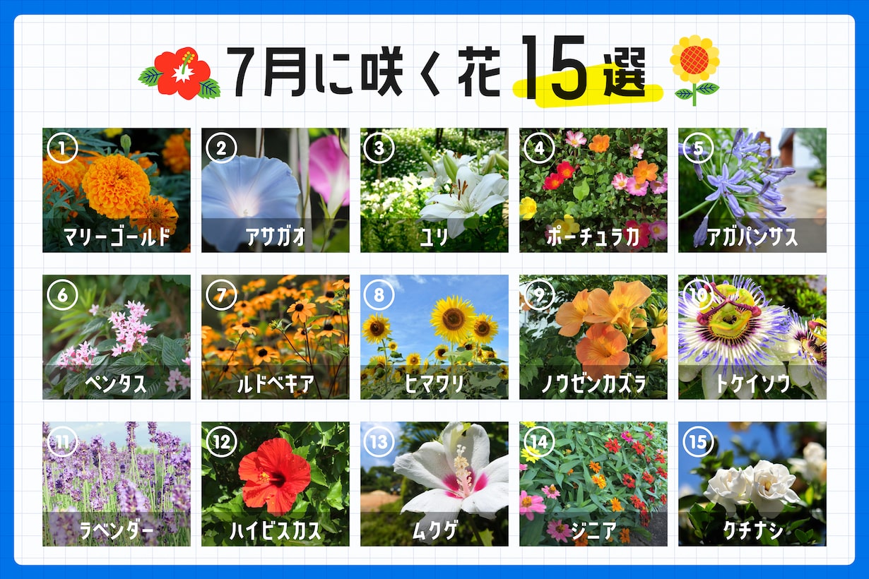 酷暑に負けない夏の花2026！初心者向け人気品種と枯らさない秘訣