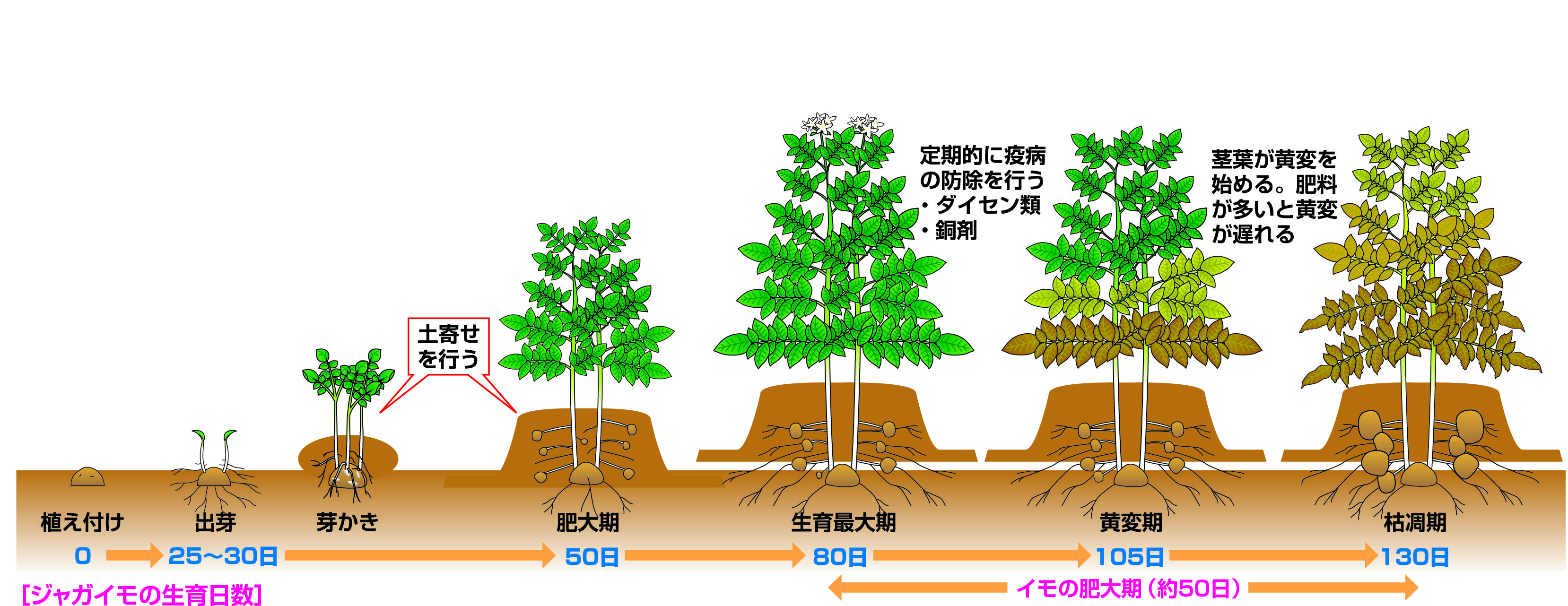 【2026最新】失敗しないじゃがいもの育て方と大量収穫の全技術