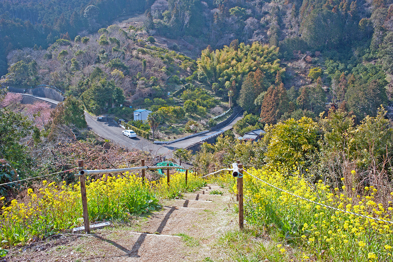 円山花木園の開花状況と見頃｜富士山と四季の絶景＆アクセス攻略法