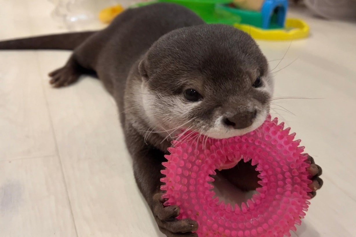 カワウソはペットとして飼える？高額な値段と違法規制・後悔する真実