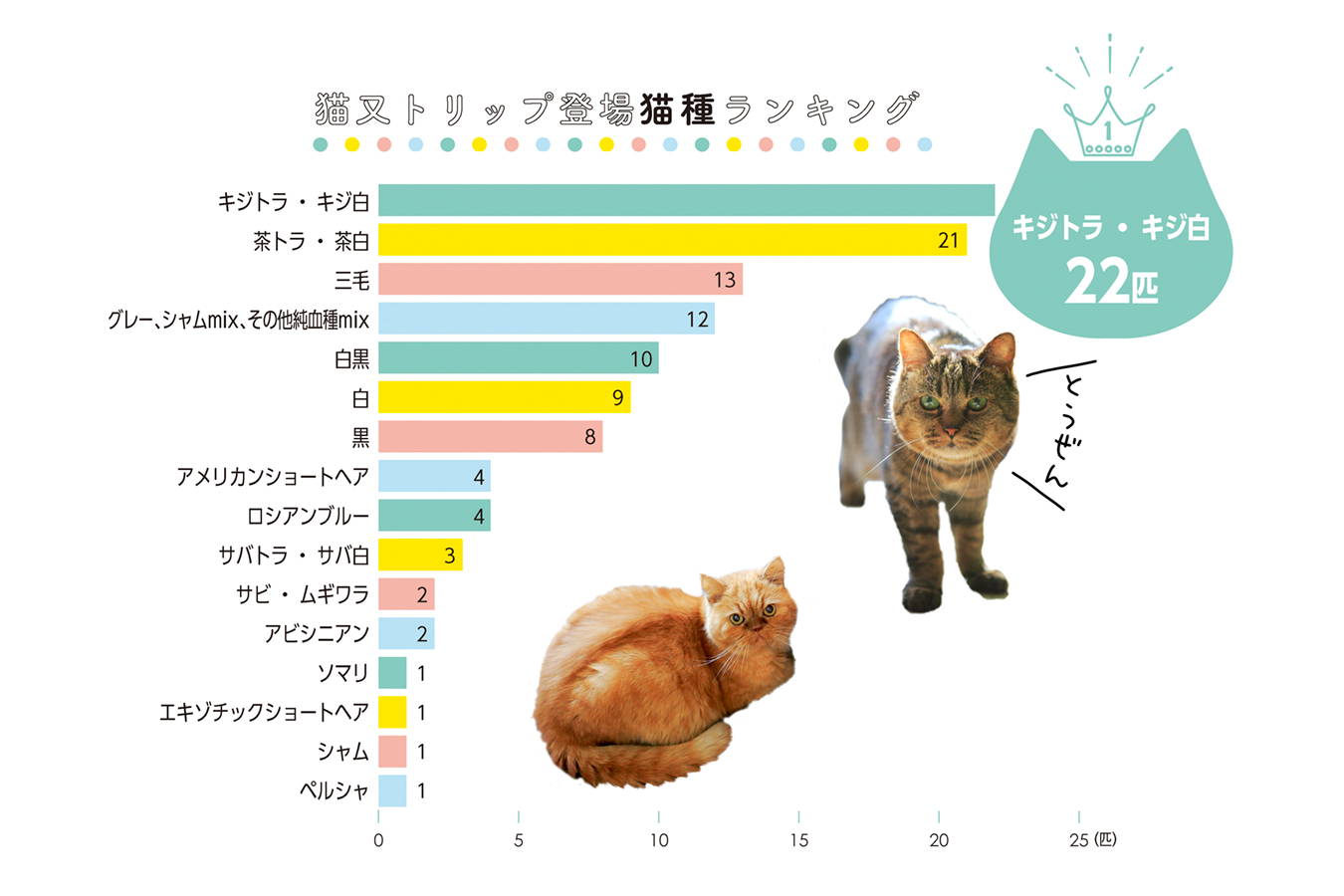 長生きする猫の特徴とは？20歳超えを目指す食事と決定的な生活習慣