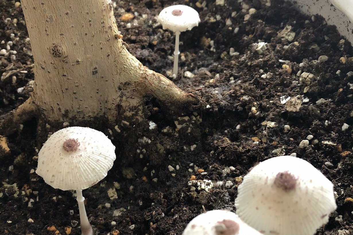 観葉植物に生えたキノコの正体と毒性は？原因と安全な駆除法を徹底解説